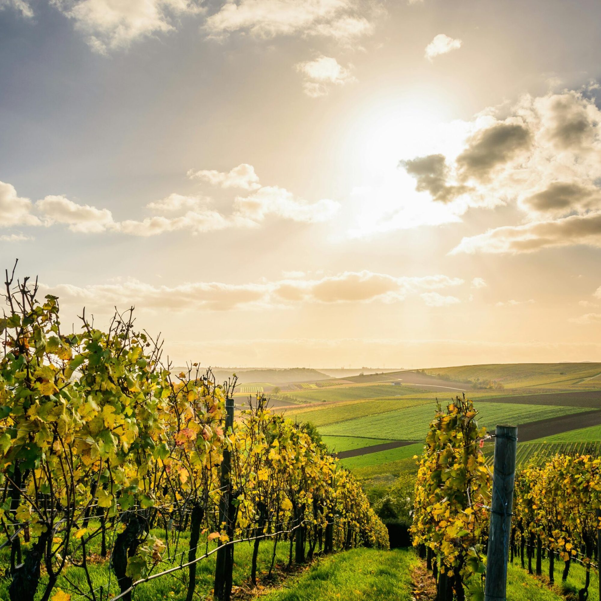 Scenic view of a sunlit vineyard under a bright sky in Lauffen am Neckar, Germany.